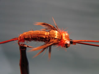 Whitlock Stonefly (8)